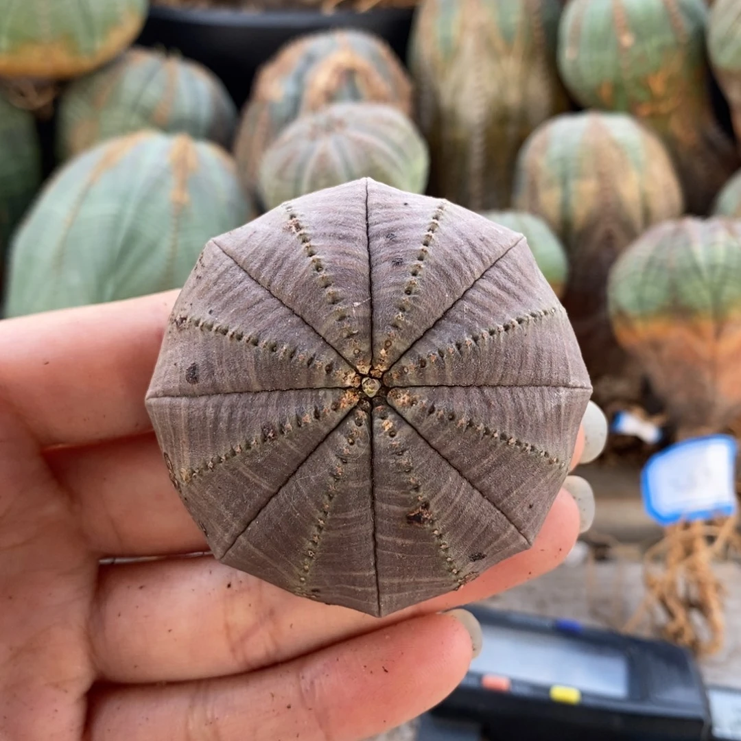 18欧系实生布纹球一物一拍