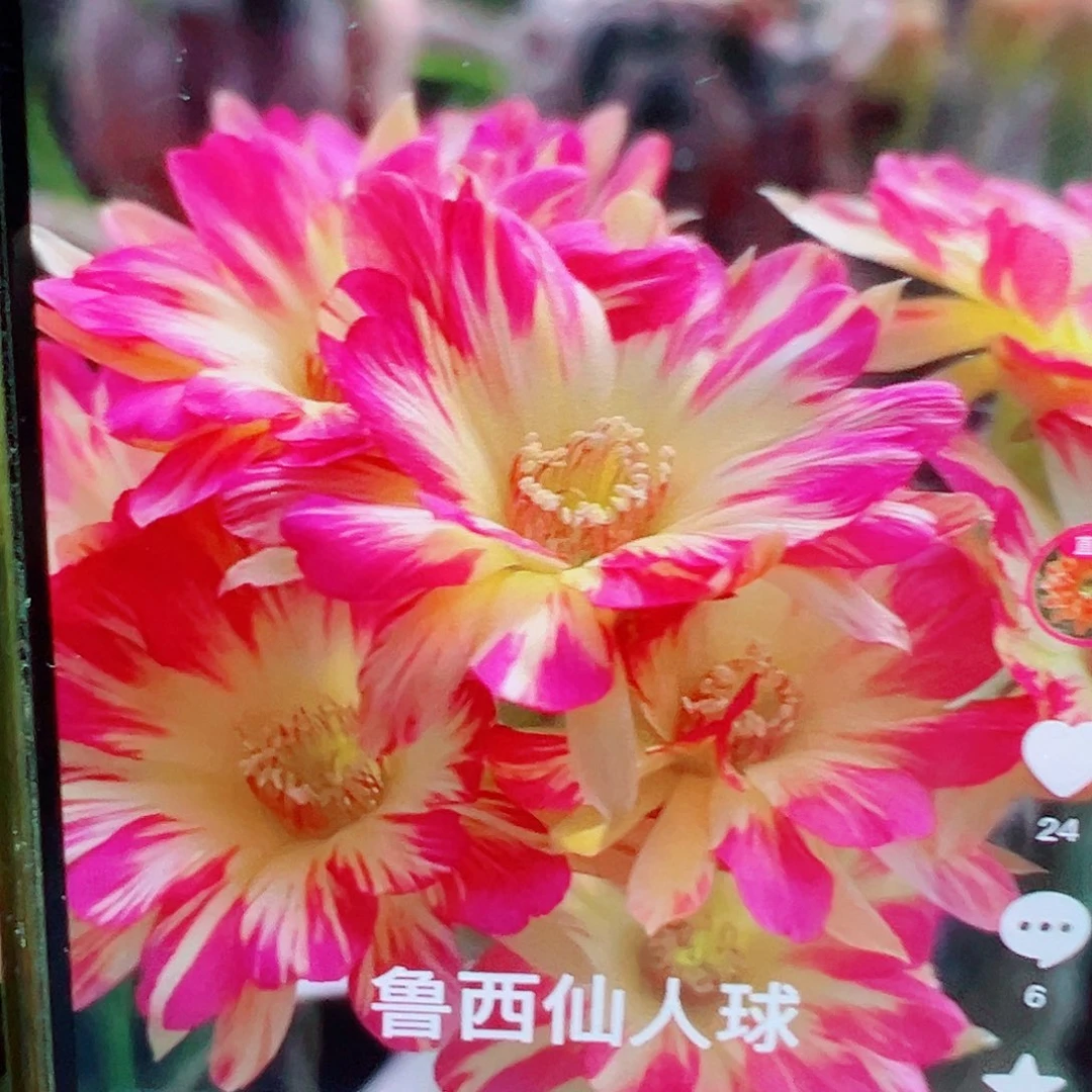 丽花 火焰凤侧芽 满 20包邮