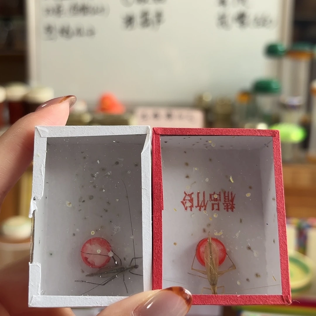 柬埔寨 紫竹不包断须尾