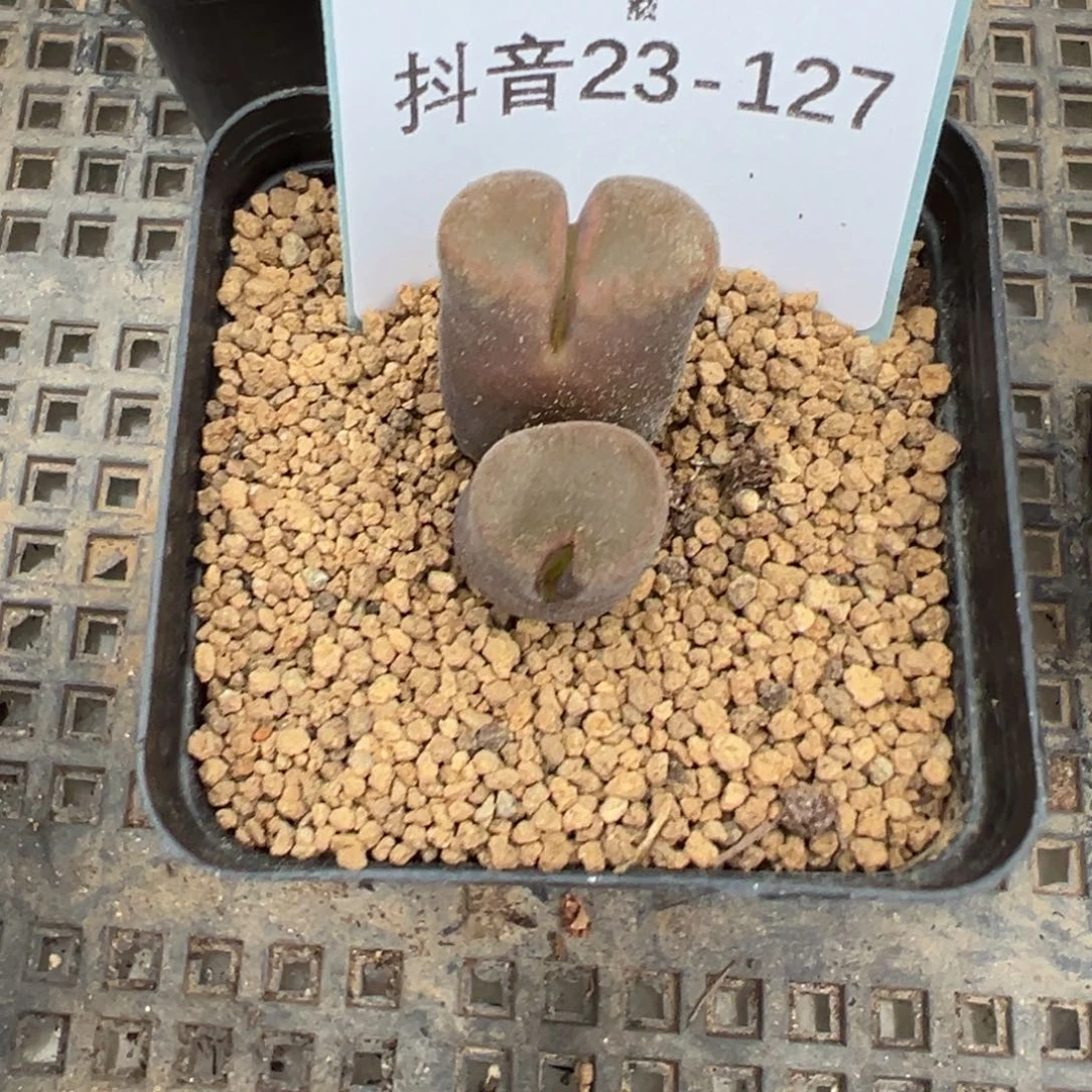 23-127肉锥多肉植物，