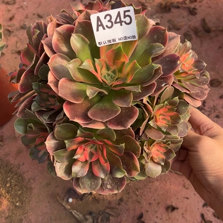 香妃多肉植物345.