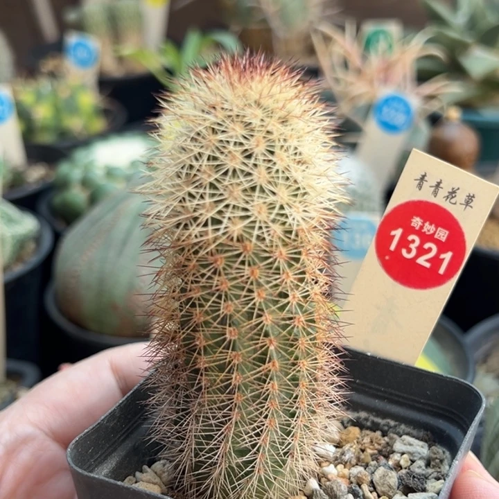 实生御旗虾一棵仙人球