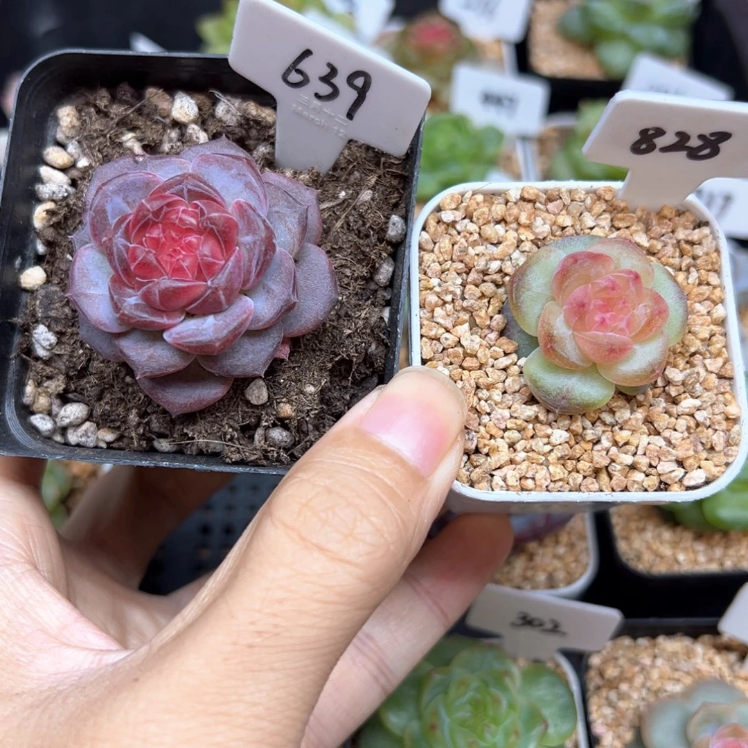 橘***堂639+828，晗雨多肉