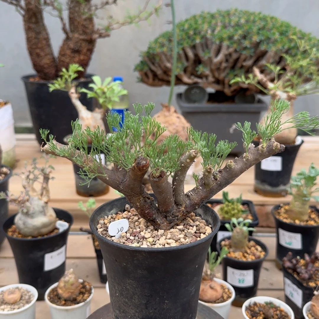 605黑皮月界块根植物