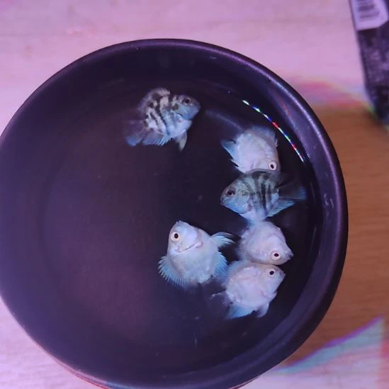 短鲷鱼桃心迷你鹦鹉2个月亚成