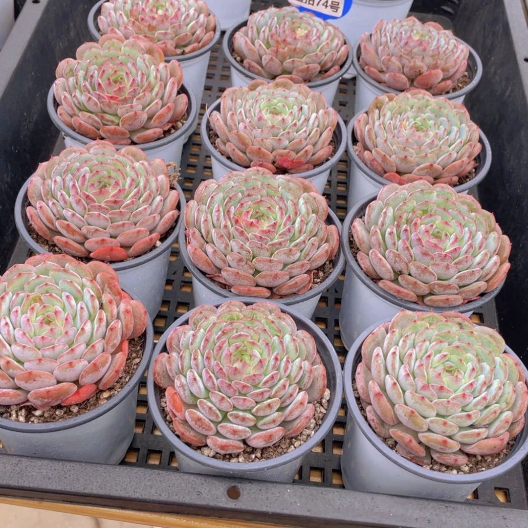 量拍74号 白胖子单头一个