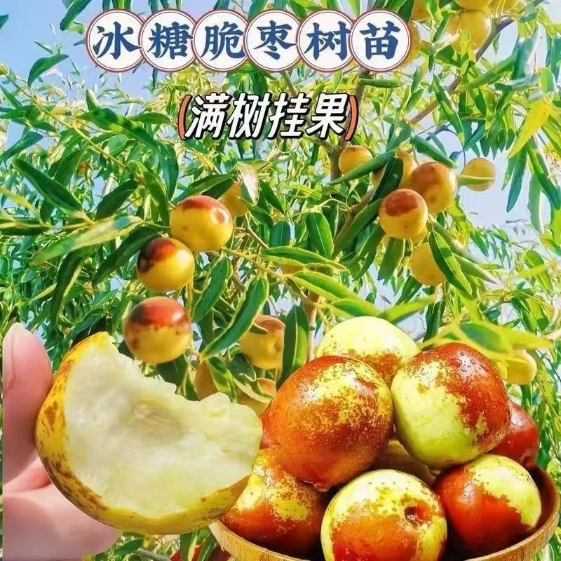 特大冰糖脆枣果树苗耐寒盆栽地栽阳台小院南北方种植