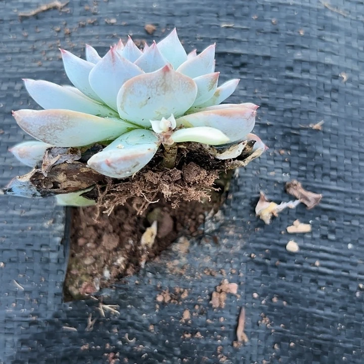 厚叶粉蓝鸟带牙牙