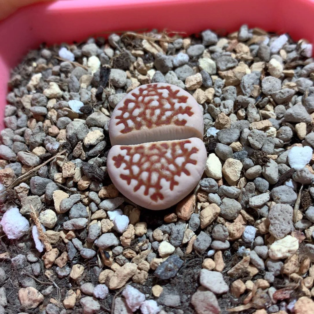 056c64锦化网纹寿丽尺寸2.4cm