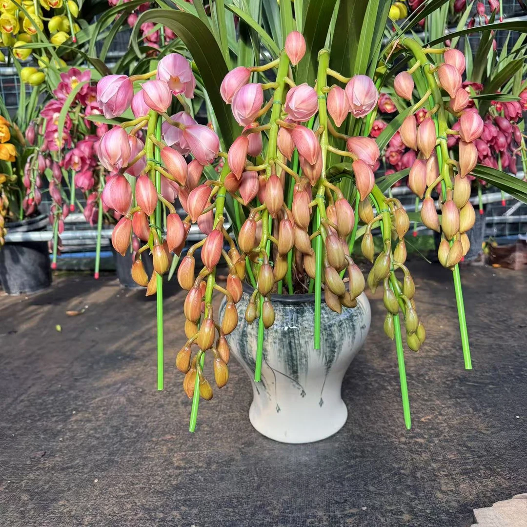 金边福娘粉色兰花年宵花大花惠兰蕙兰落地款一物一拍