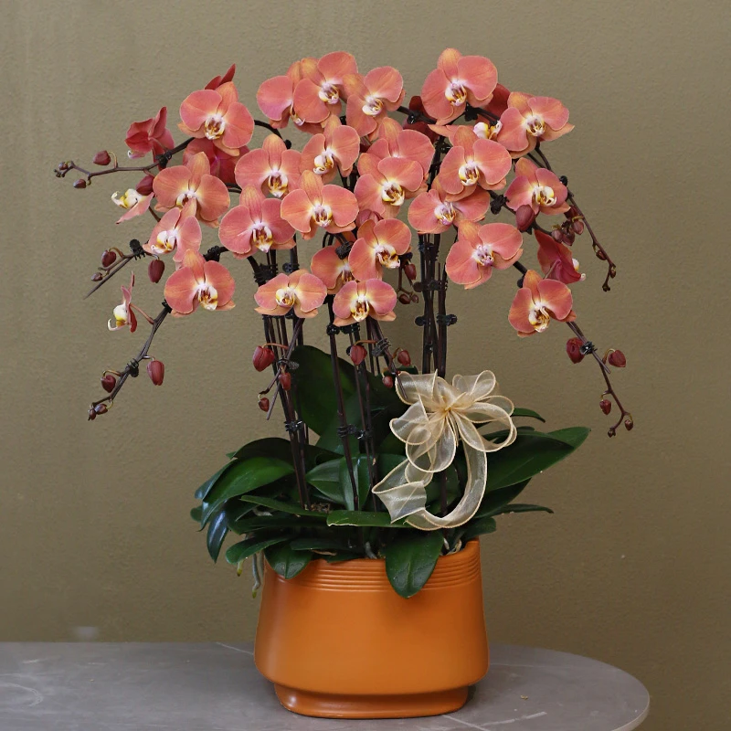 蝴蝶兰【哈克三文鱼】稀缺品种带花带盆组好发乔迁送礼前台客厅装饰
