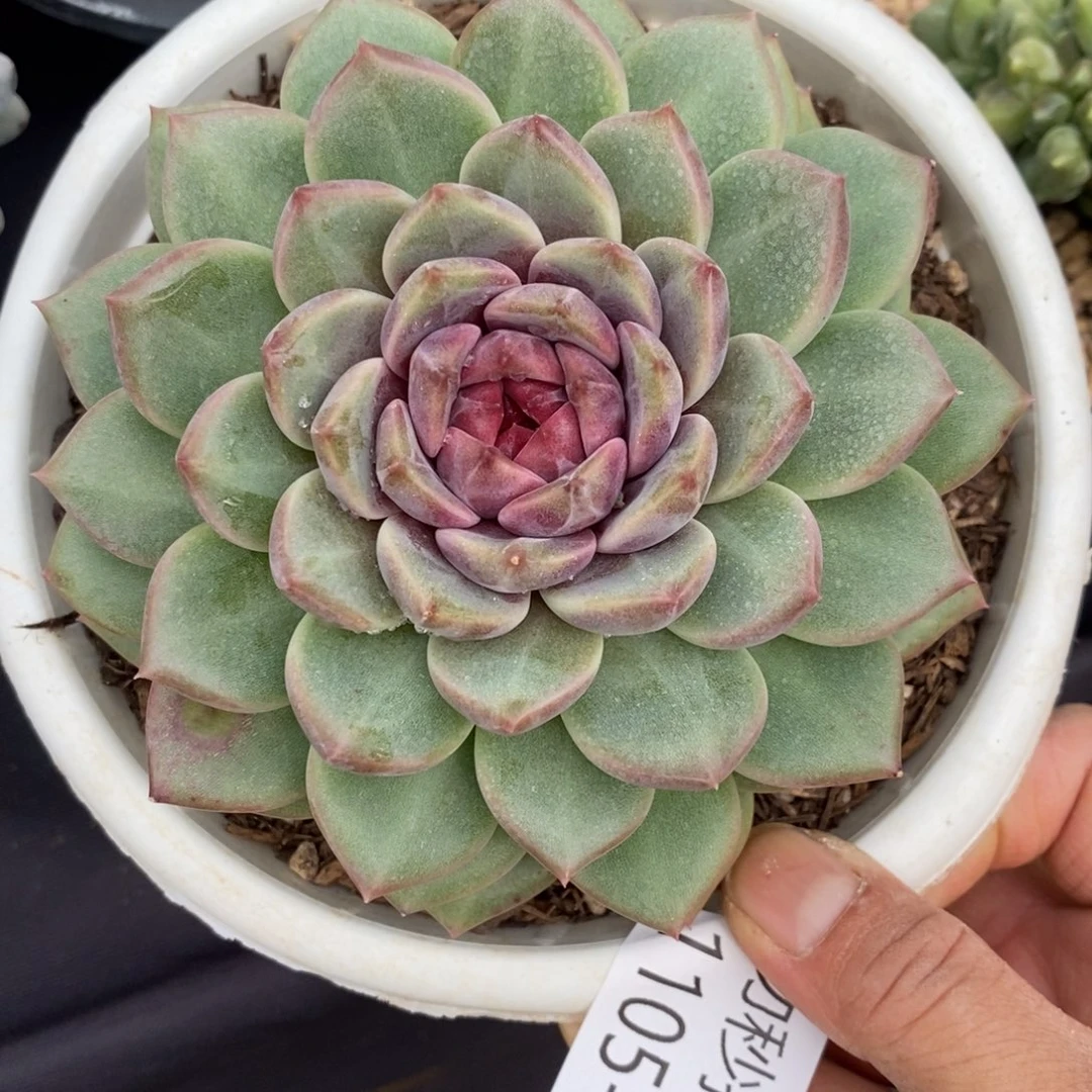 两单包邮1105-22不知名