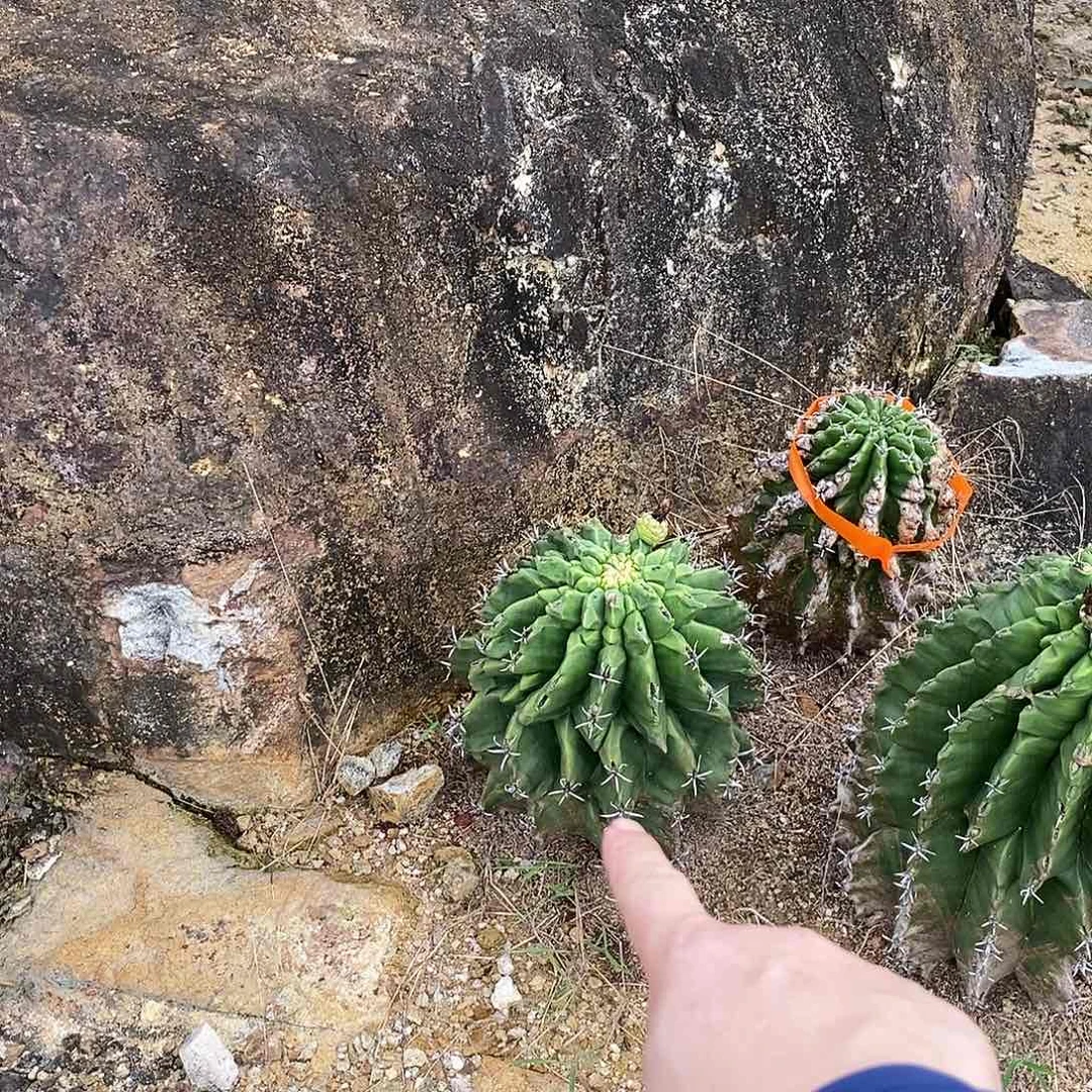无花朵金**麻00000000000000000