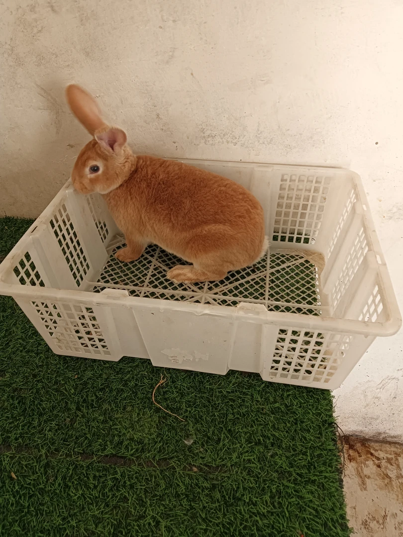 彩獭兔宠物兔专用运输笼