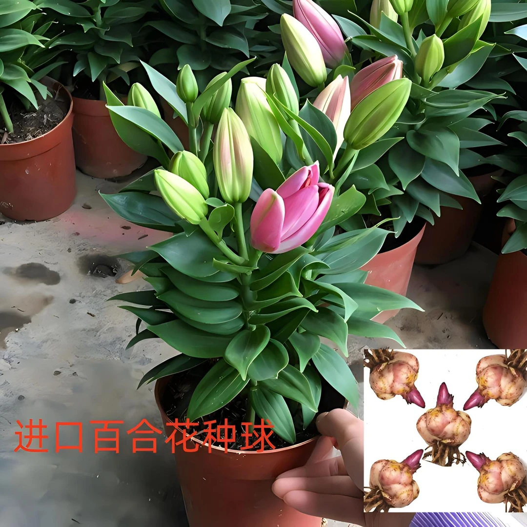 进口百合花香水百合重瓣带芽种球四季种植开花耐寒大花绿植盆栽型