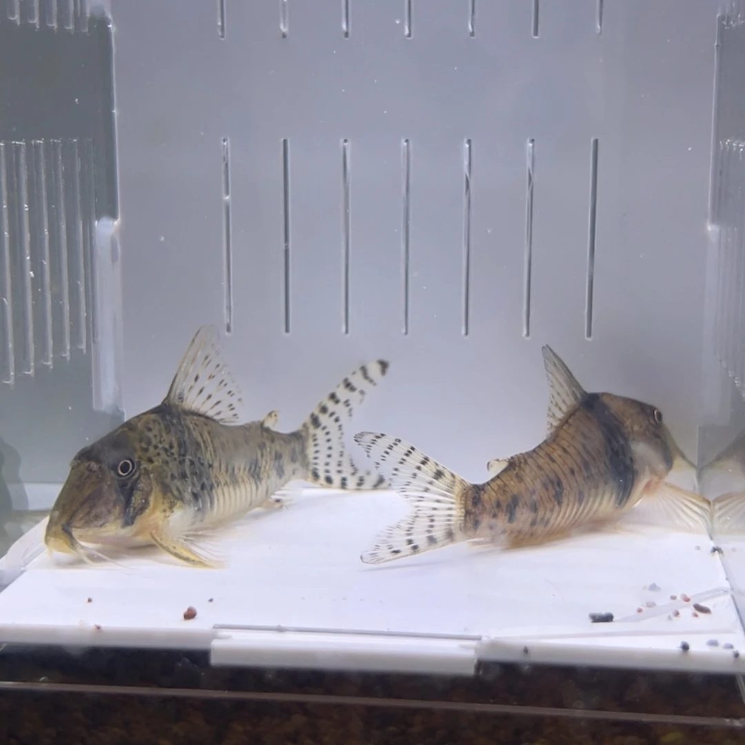 鼠鱼奥西斯两条，顺丰包邮