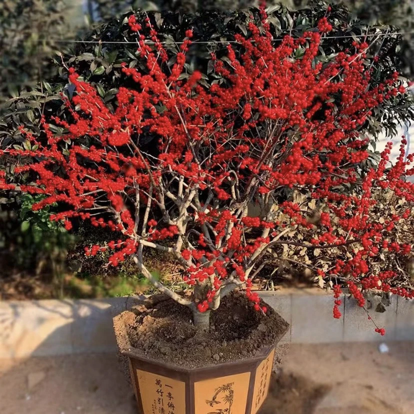 北美冬青年宵花卉大苗耐寒耐热适合阳台庭院盆栽地栽特别容易养活