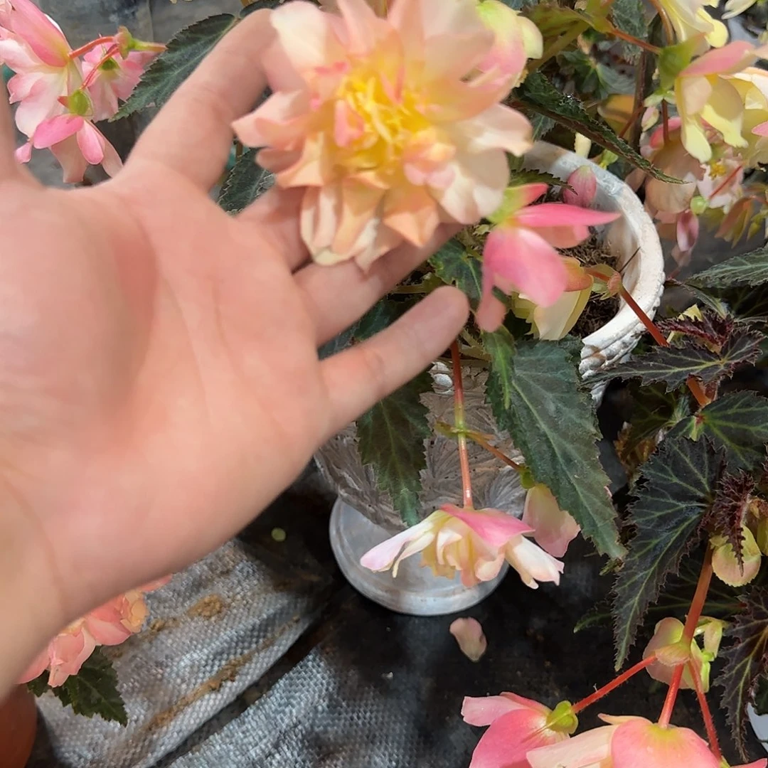 进口一代柠檬 球根