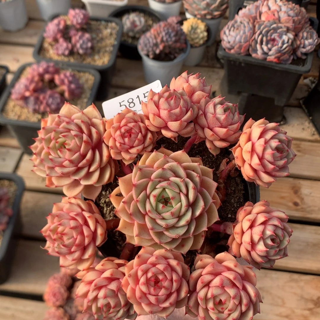 15厘米12头苯巴蒂斯 无砍 捧花