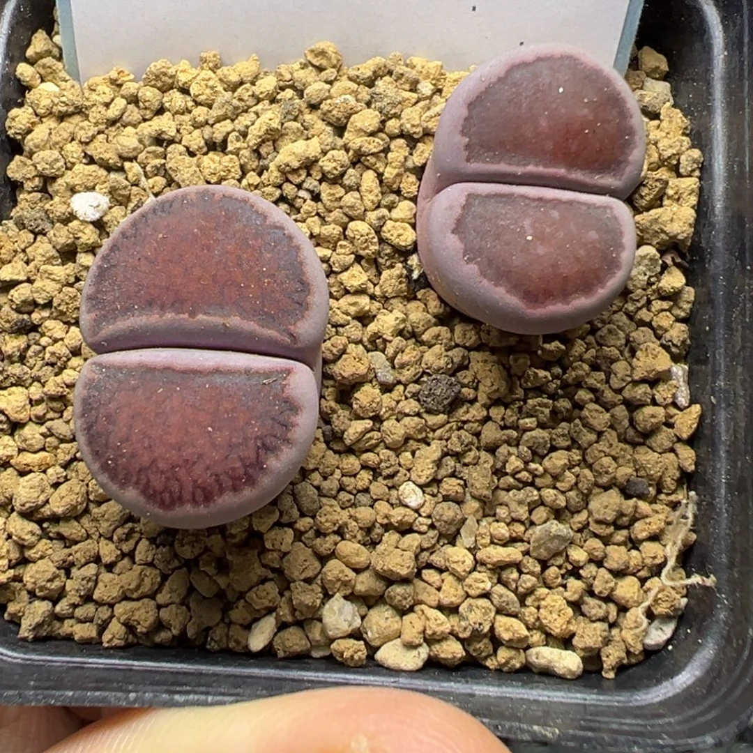 3-223肉锥多肉植物