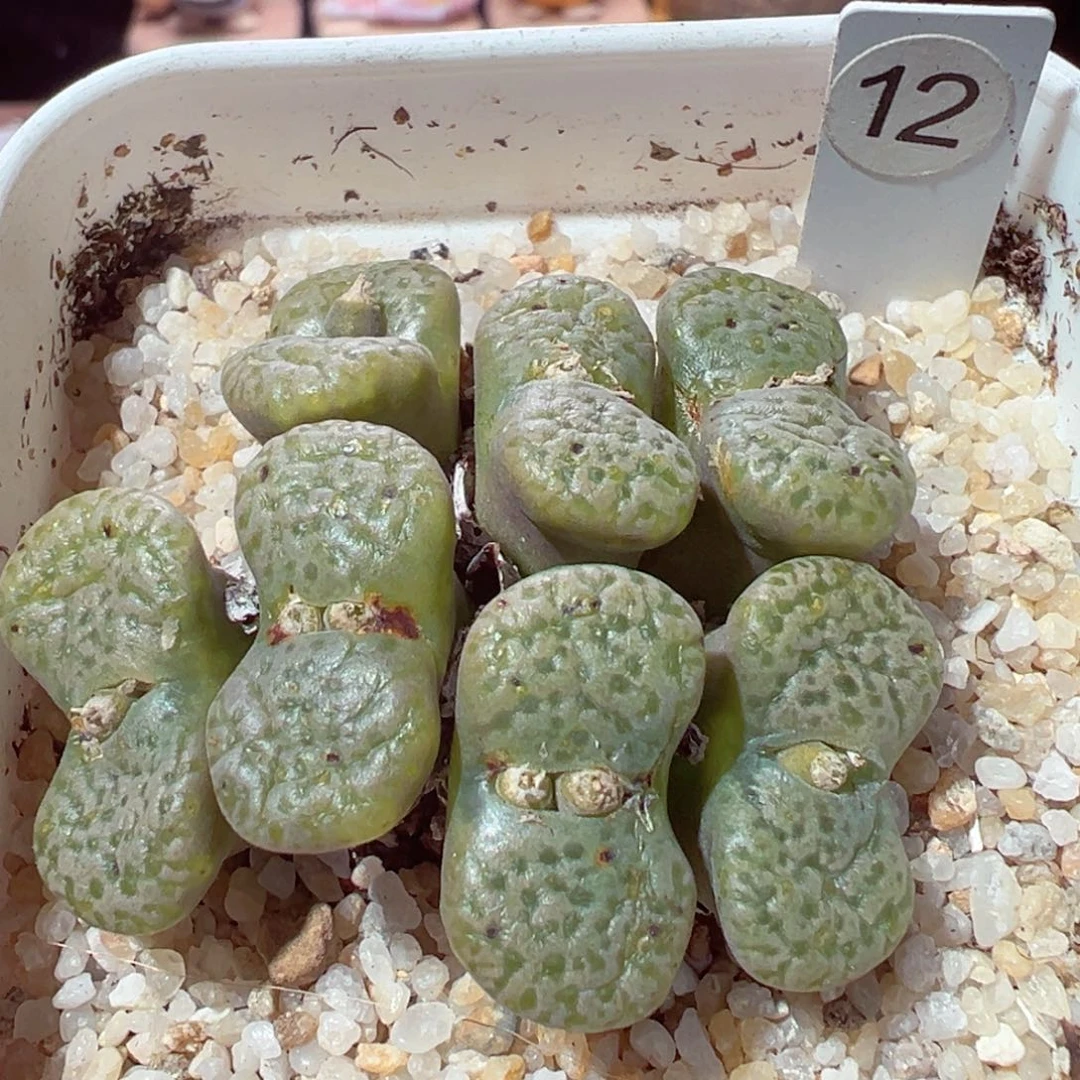 1230-473多肉多日绿勋章