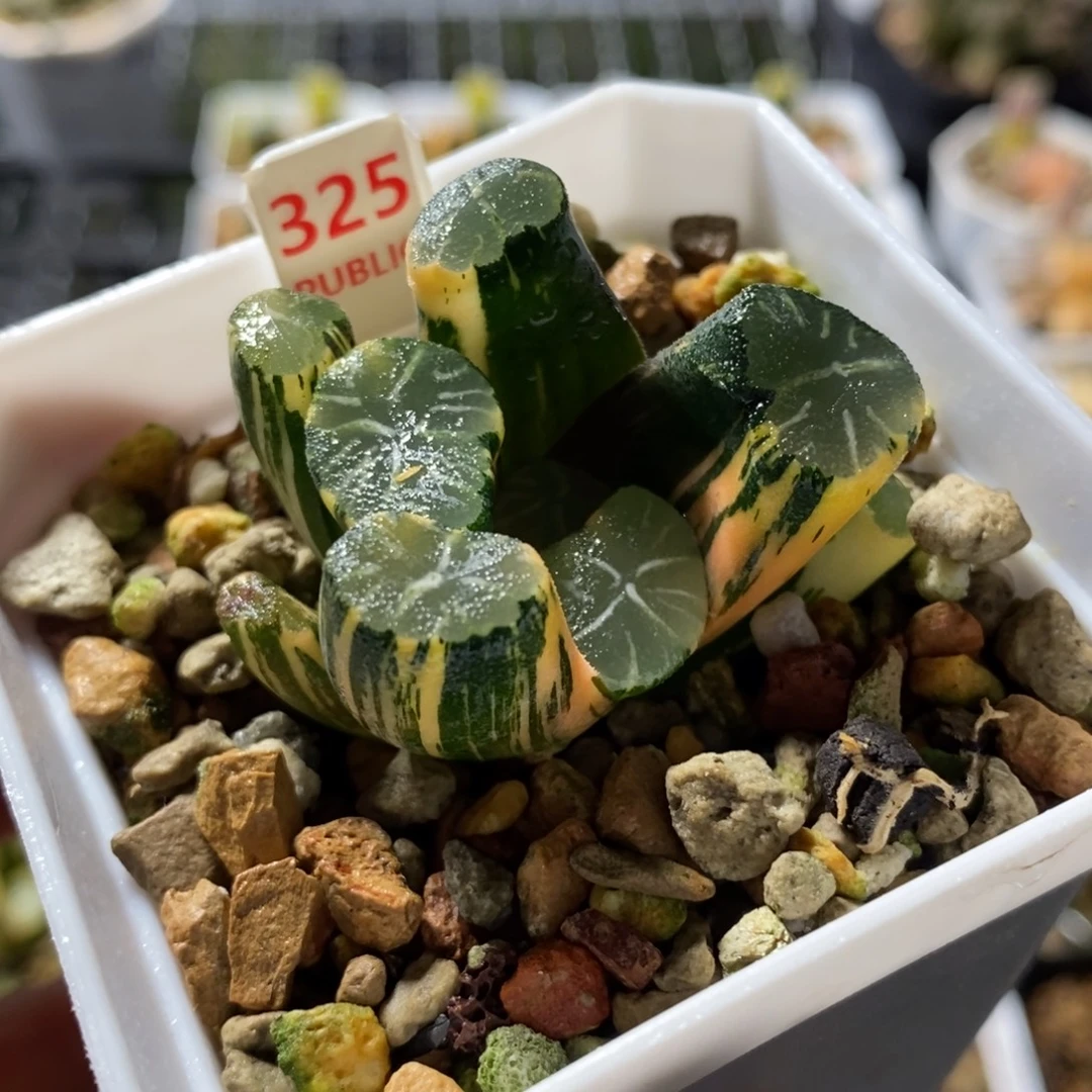 325白妙万象锦一物一图
