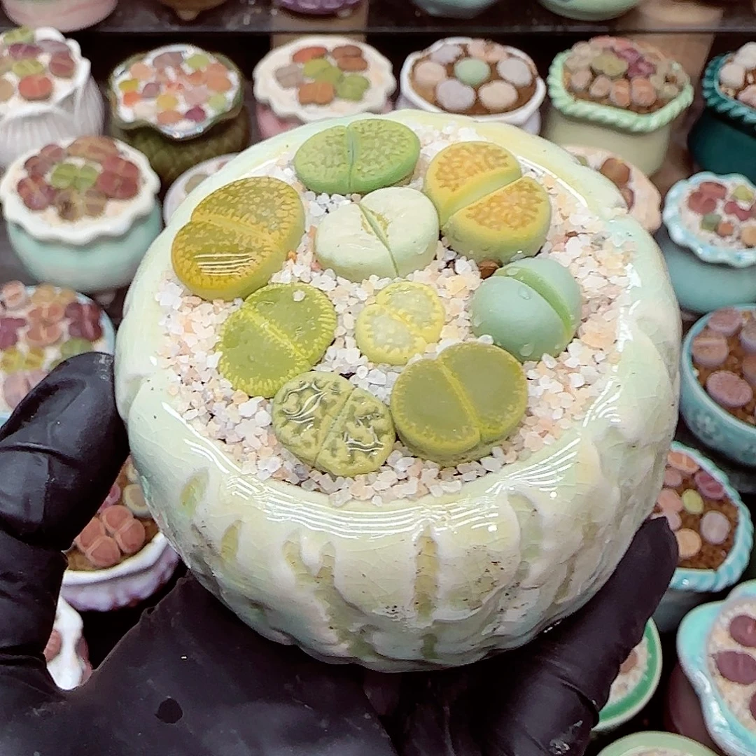 生石花满18包邮1227-100