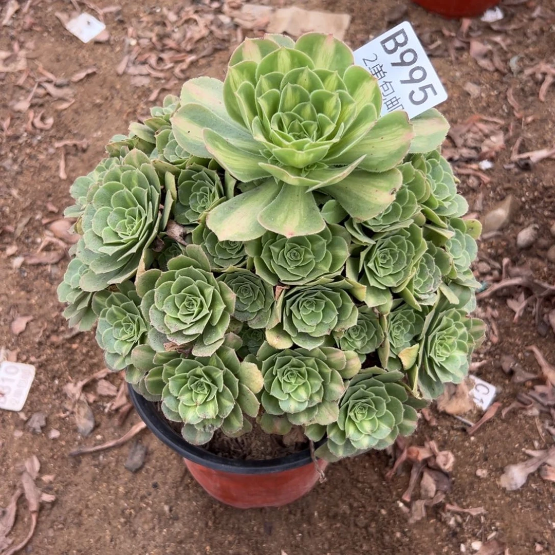 995多肉  翡翠琉璃不包断头