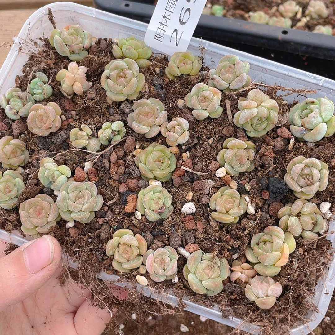 随***风多肉植物多肉植物269