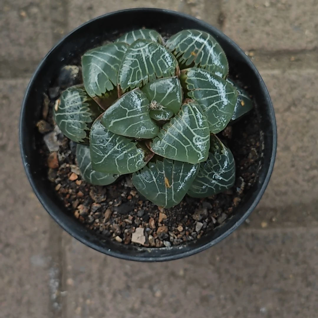 雅典娜一颗多肉植物原盆土