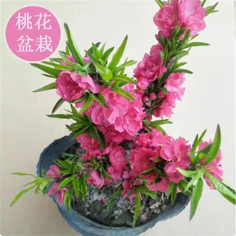 寿星桃苗重瓣桃花寿心桃盆栽 盆景桃树苗耐寒植物重瓣寿心桃矮化