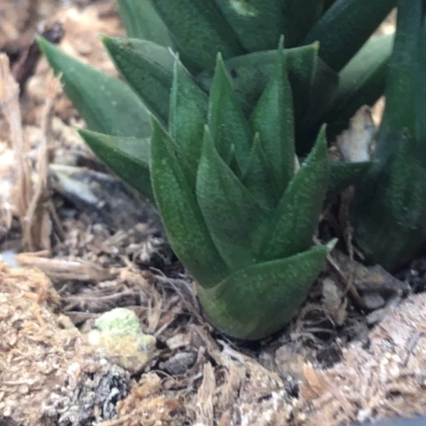 松挲掌侧牙现砍无根哈哈