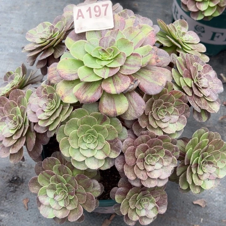 197花月夜26厘米左右