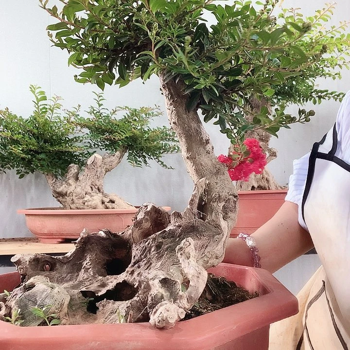 无花朵用****7888888