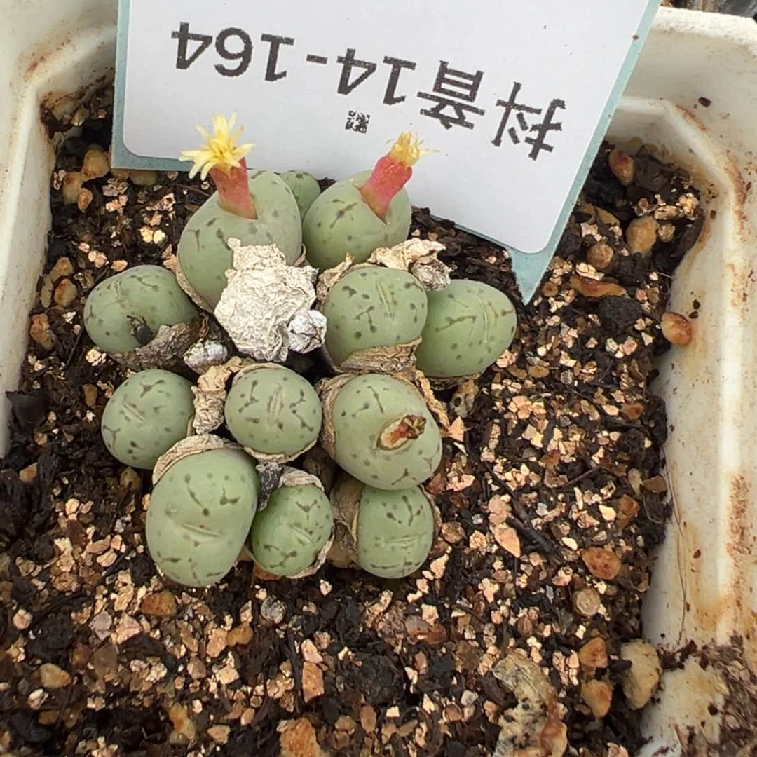 14-164肉锥多肉植物