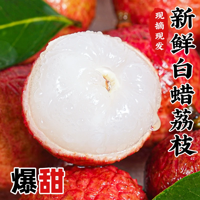 【红姐专属】广东高州荔枝5斤老树荔枝现货新鲜采摘顺丰包邮