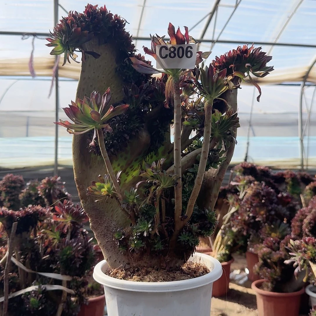 806黑法师一颗呀呀