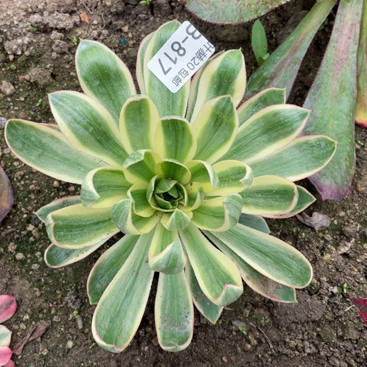 817青莲多肉12345578