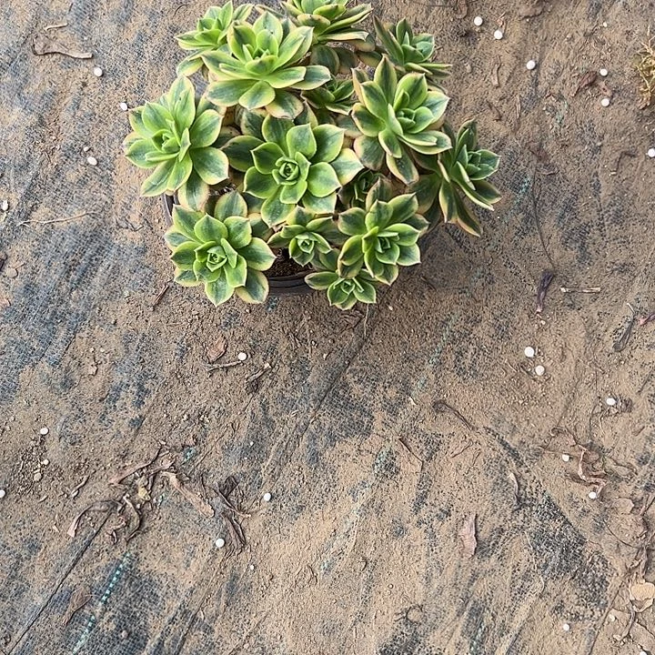 不售后法师一物一拍142