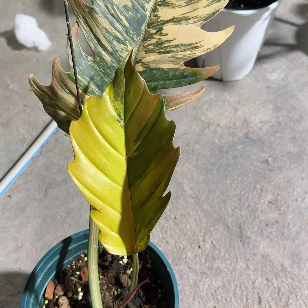 用***9无花朵焦糖大理石一物一拍