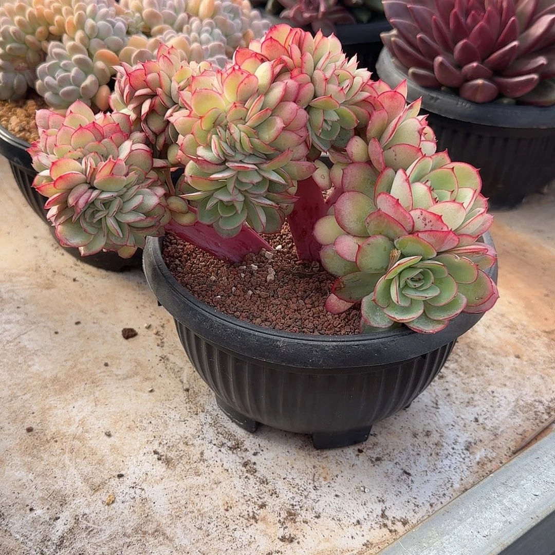 牡丹亭缀化20公分