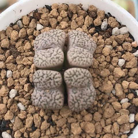 多肉肉锥 鸟哈尼