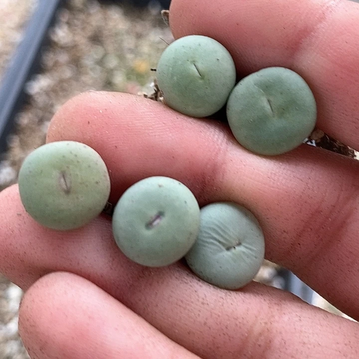 12567一组小红嘴