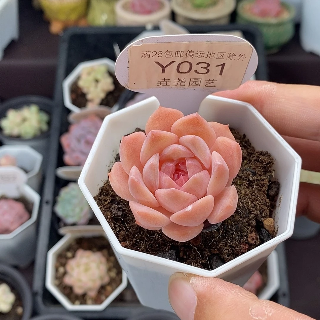 0031 粉魄 单头 4cm