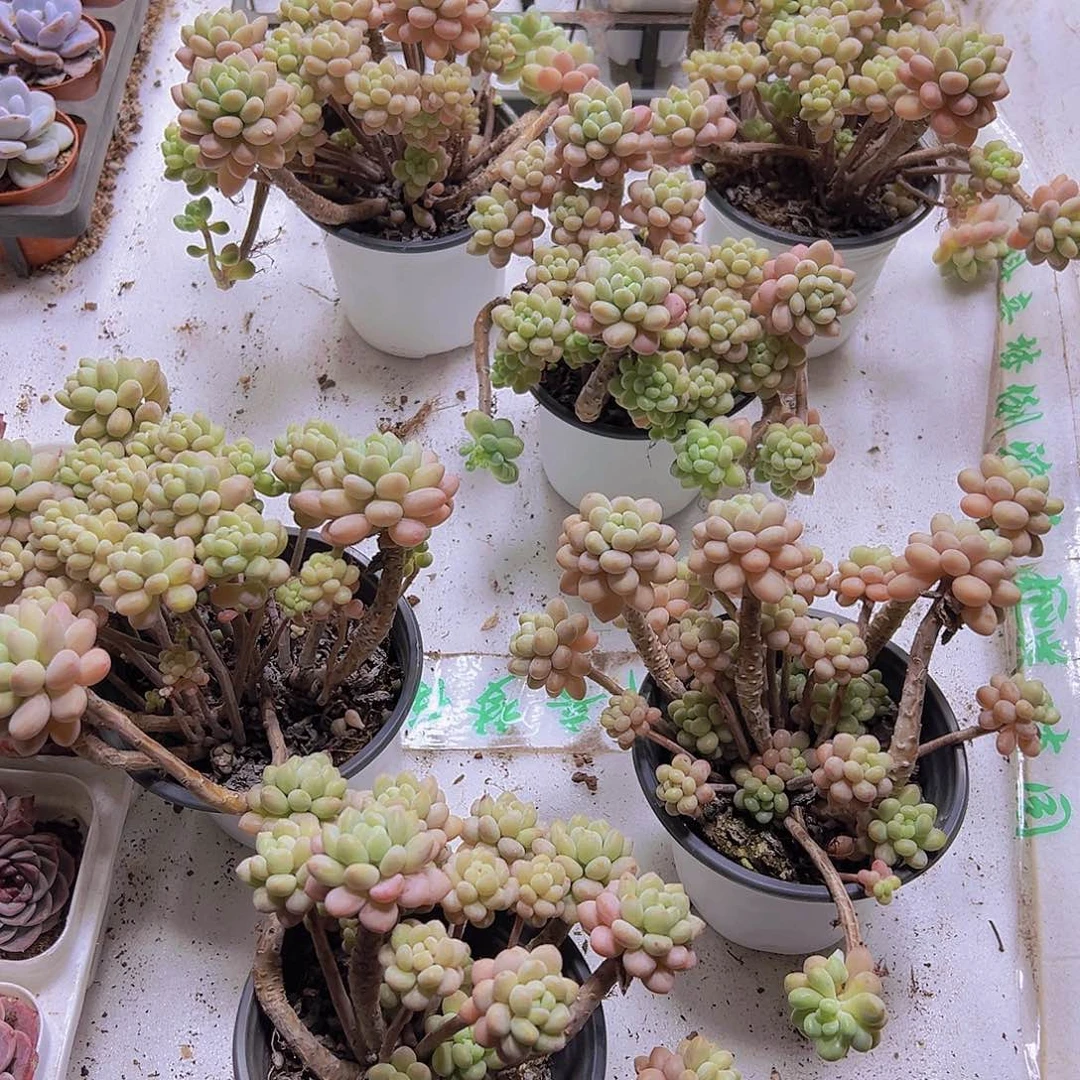 超大鱼子酱老桩泡泡发货