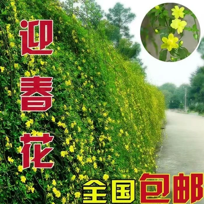 迎春花苗垂吊花卉虎蹄花树苗别墅庭院绿化苗盆栽地栽室外耐寒植物