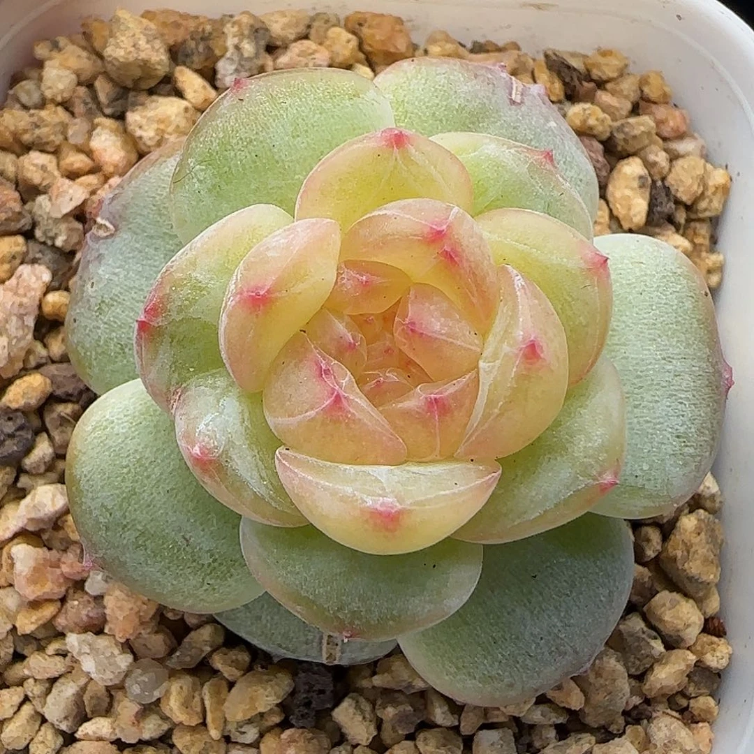 快****【满29包邮非偏远】