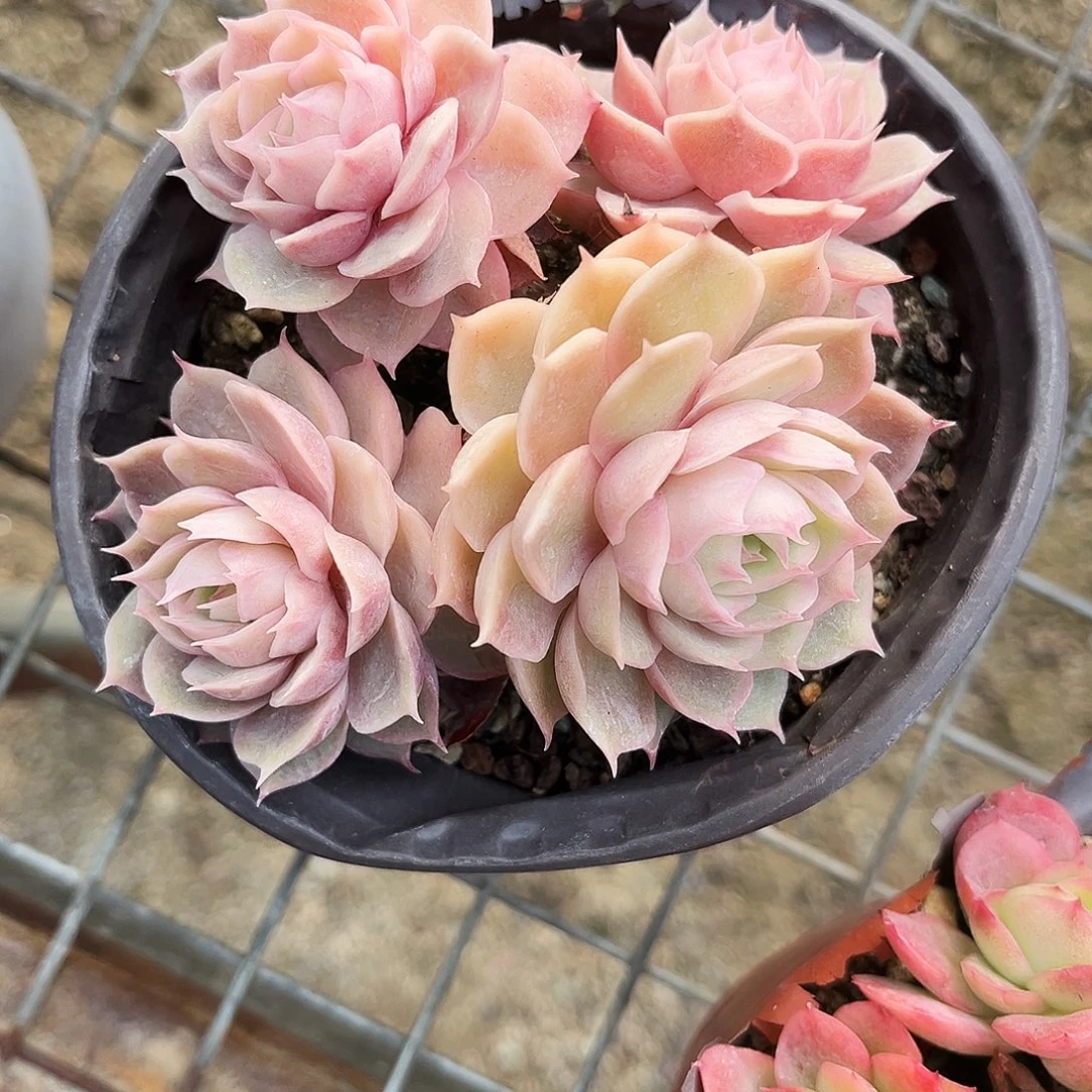 用***86多肉植物提取萃取剂中