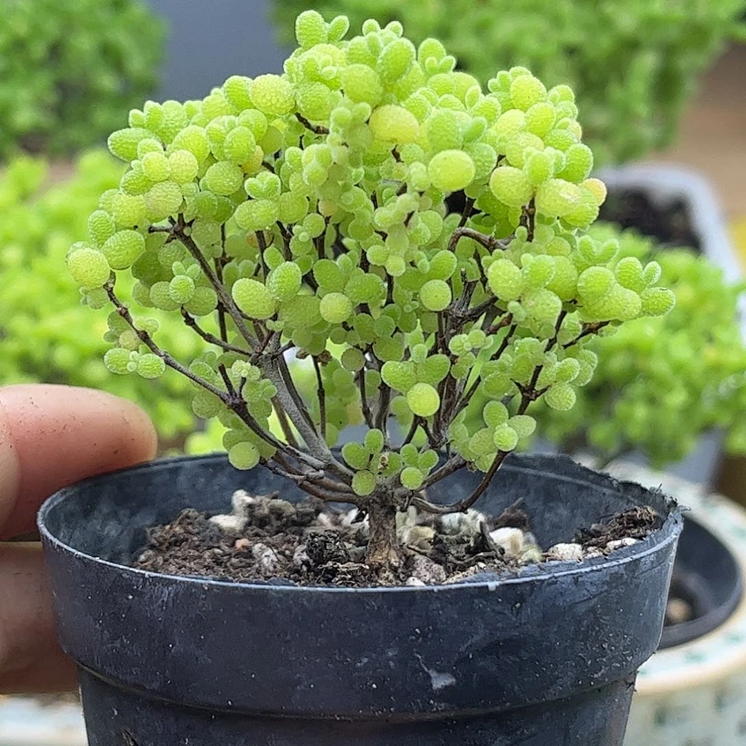 57蜜桔糖球优选枝干