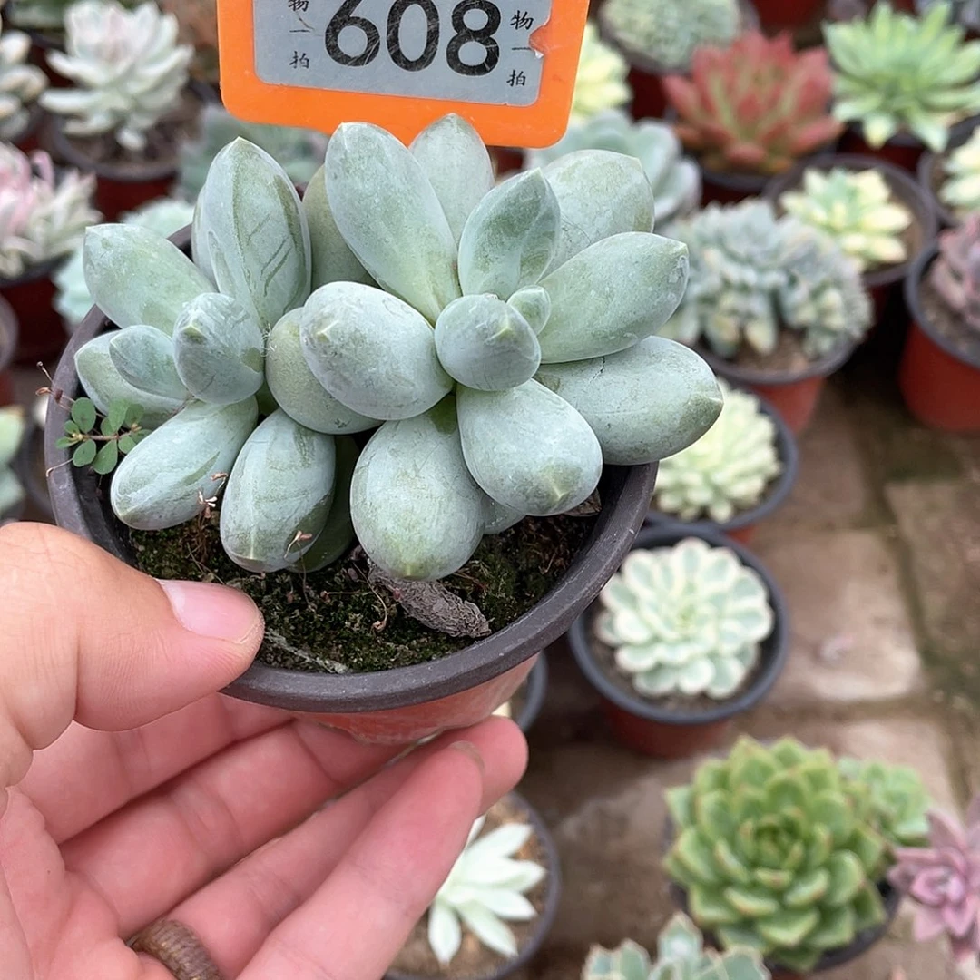 ᵧ***ᐝ608号多肉植物盆栽